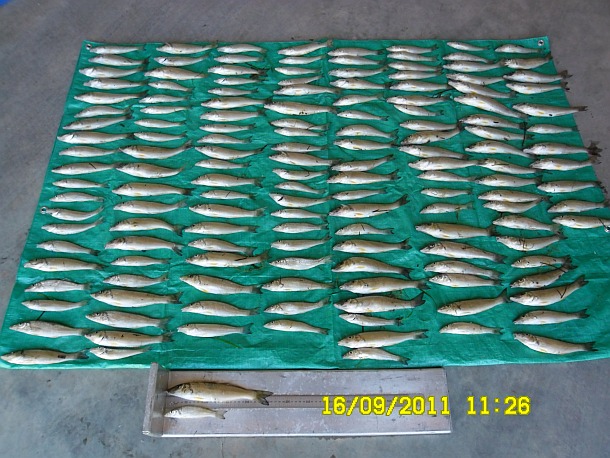 Illegal fishers face $60,000 in fines